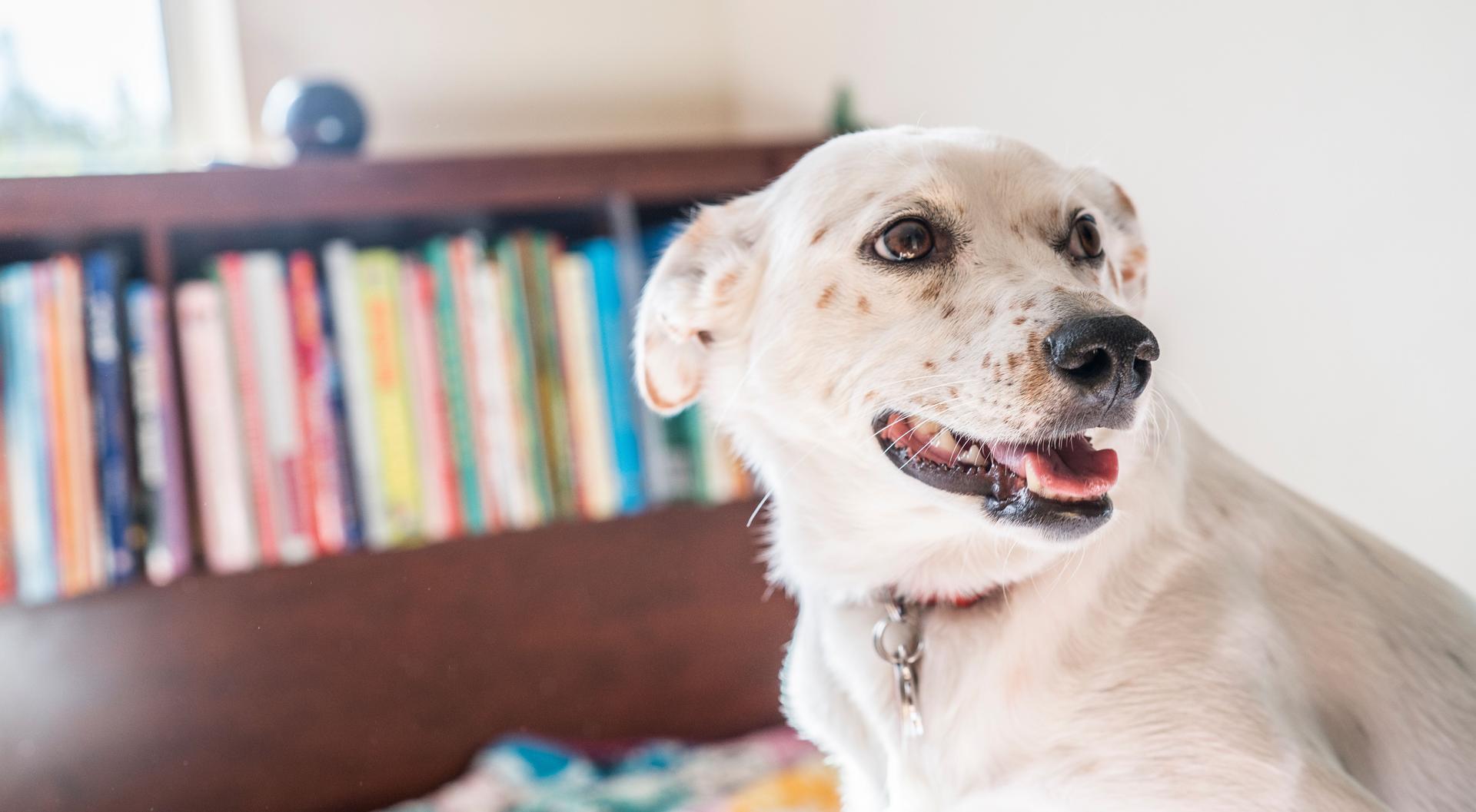White mixed bread dog